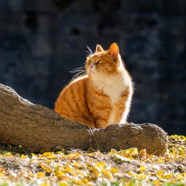 敢笑杨过不痴情