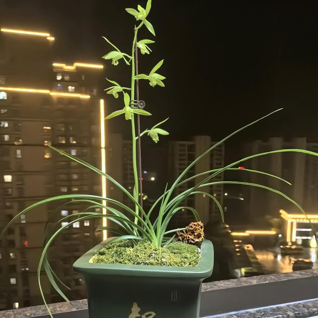 明明哥