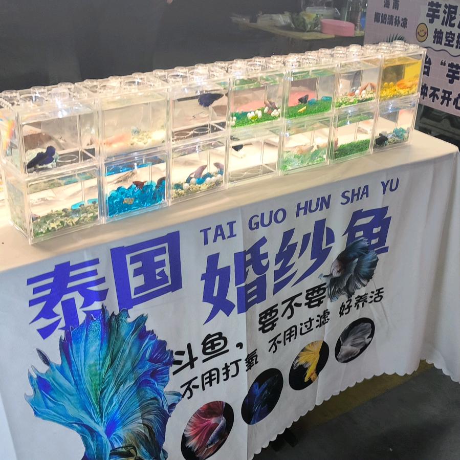 阿光斗鱼（婚纱鱼庄寨第1家）