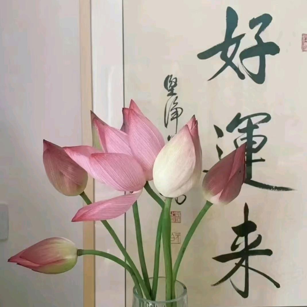 🙏❤️🙏好运莲莲🙏❤️🙏