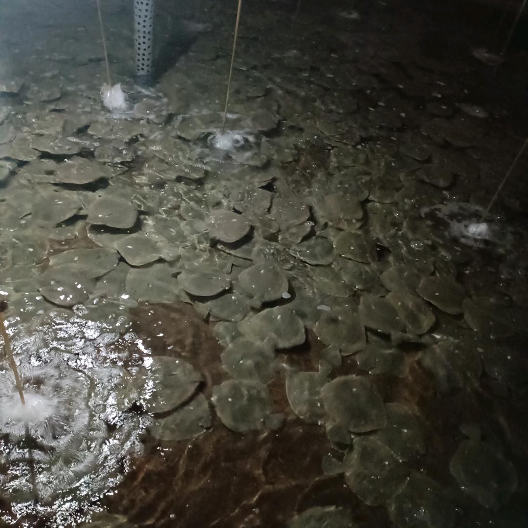 辰源水产