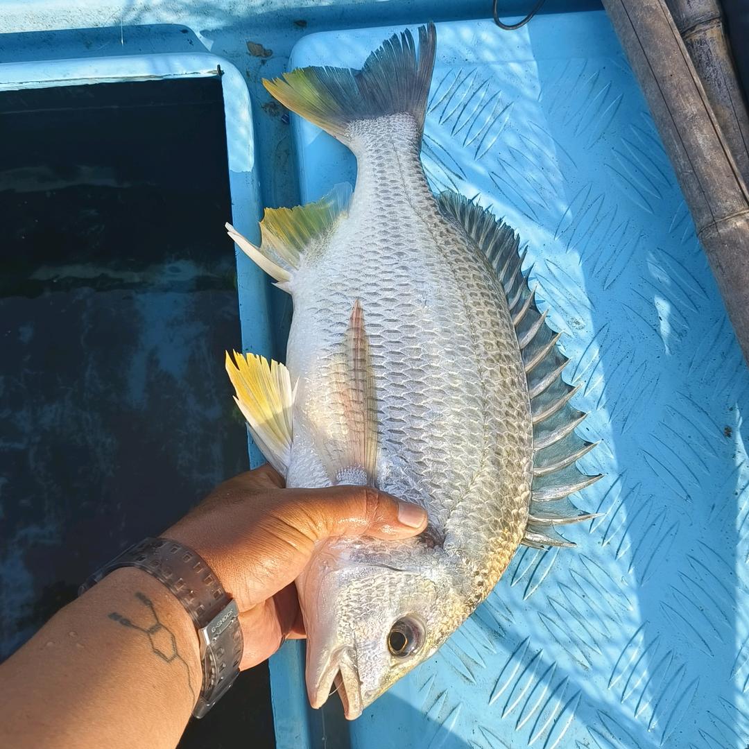 臭钓鱼的
