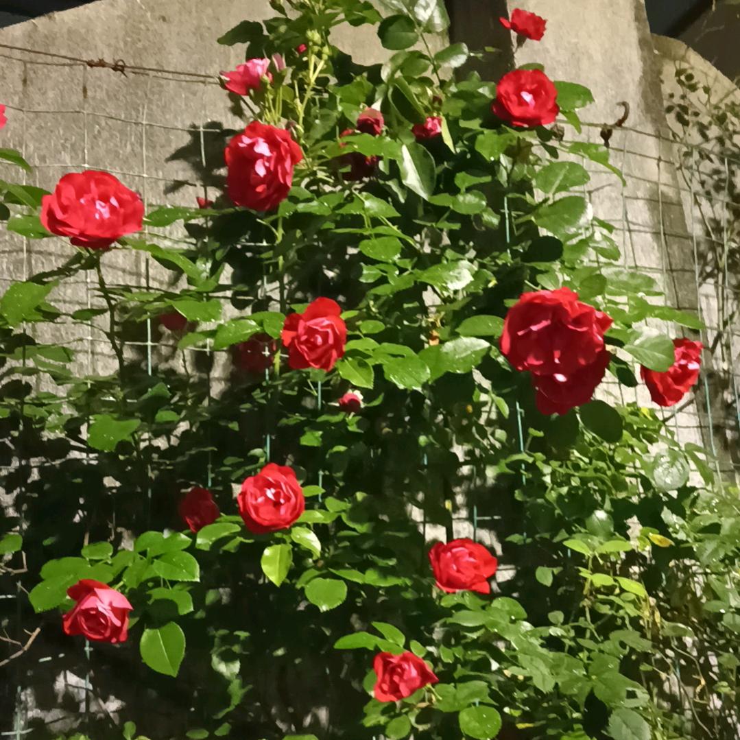 💞百💞毒💞不💞侵💕