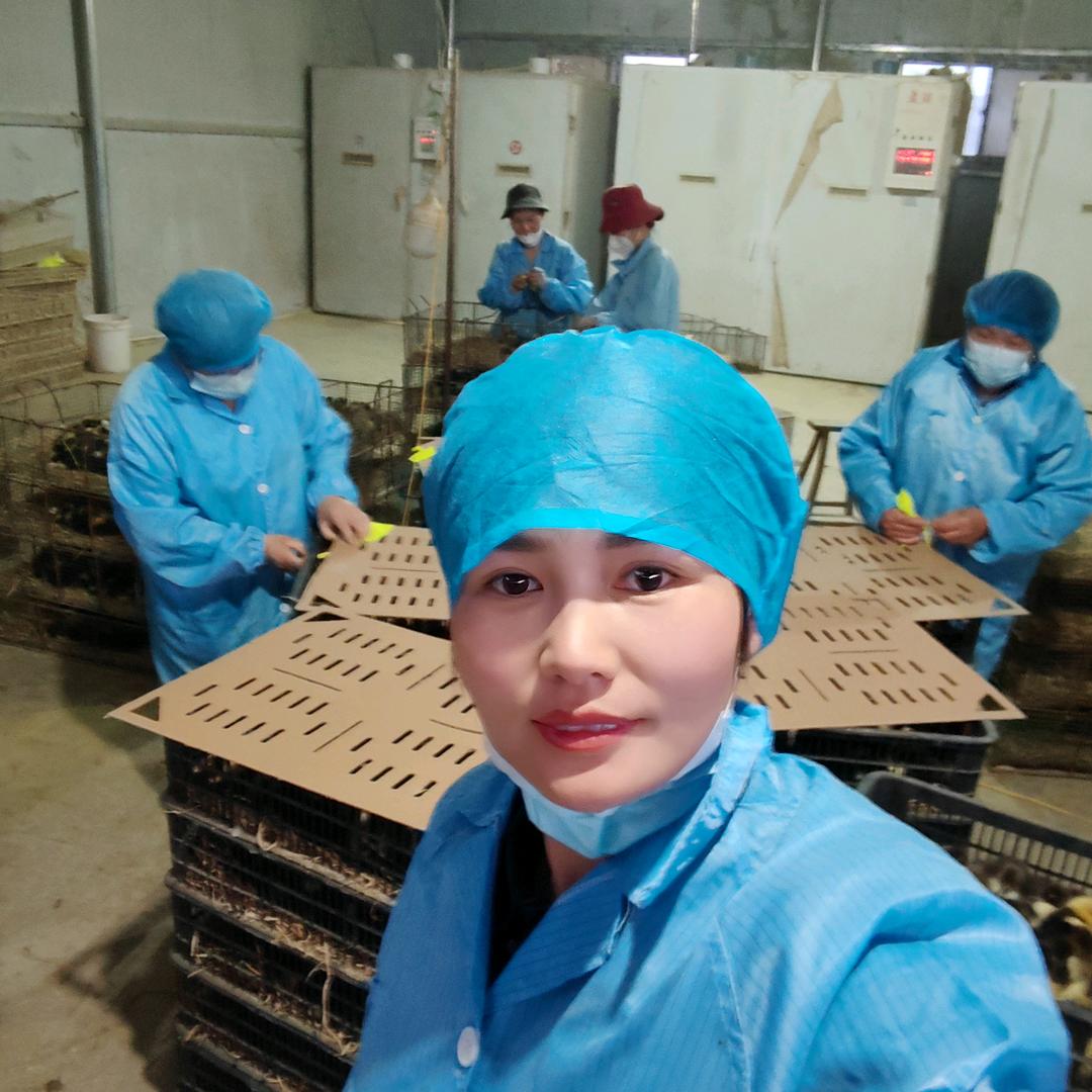 小毛总批发鸡鸭鹅