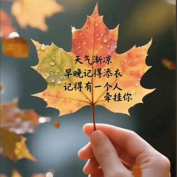 秋叶邵总