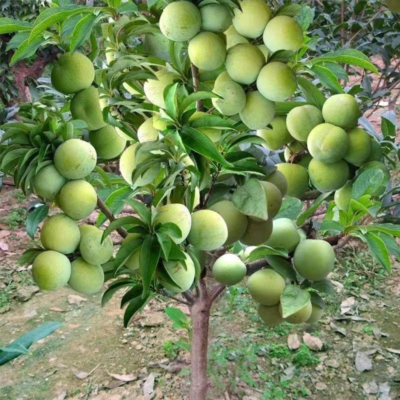 高风亮节