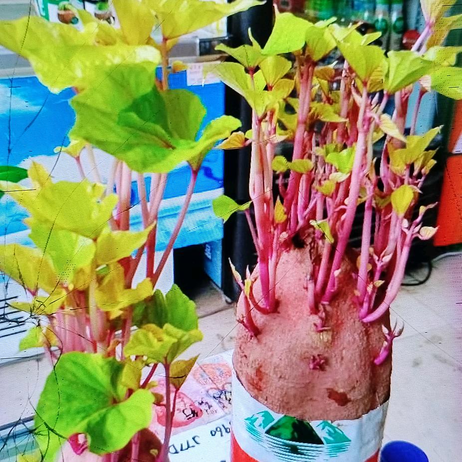 宋姐姐