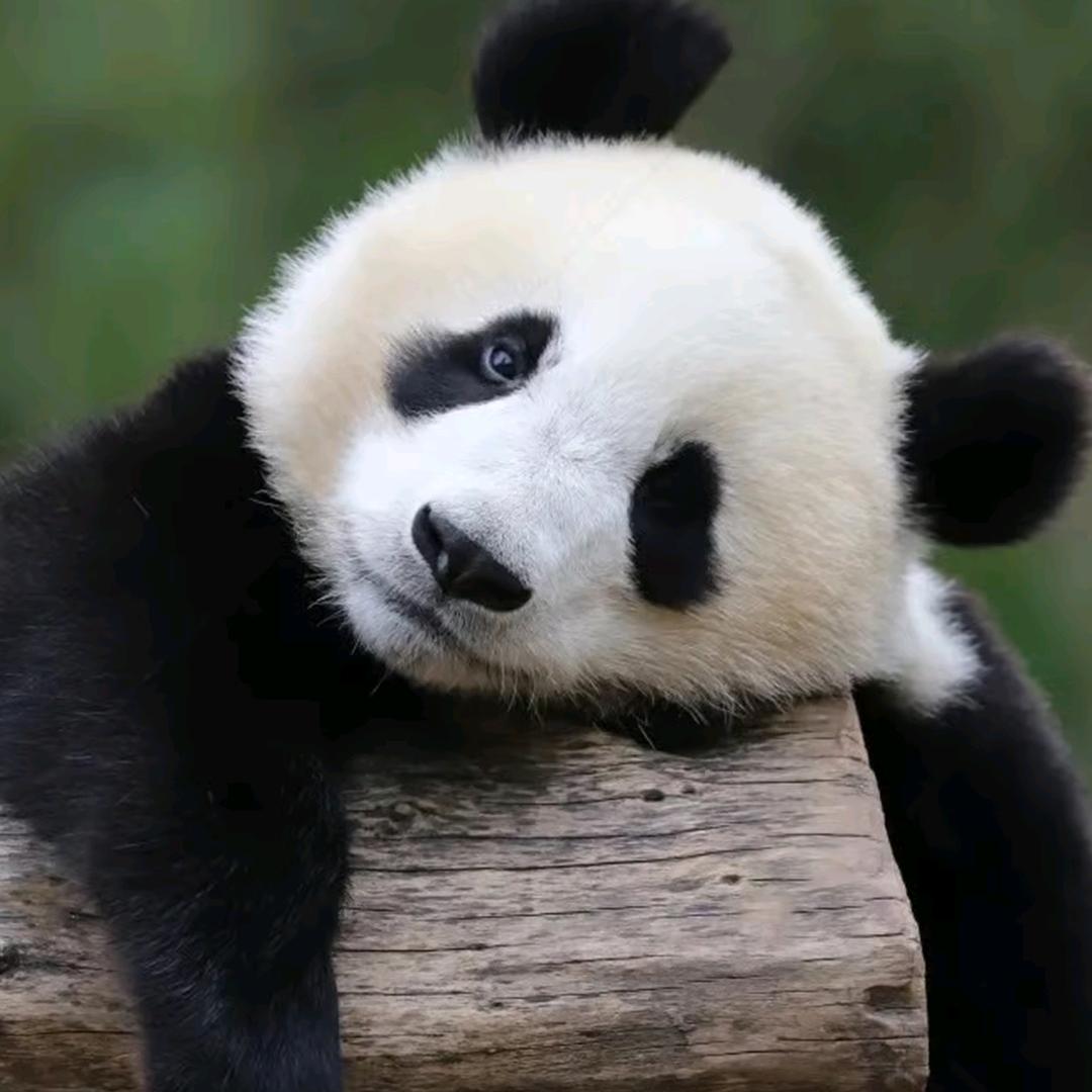 潇哥