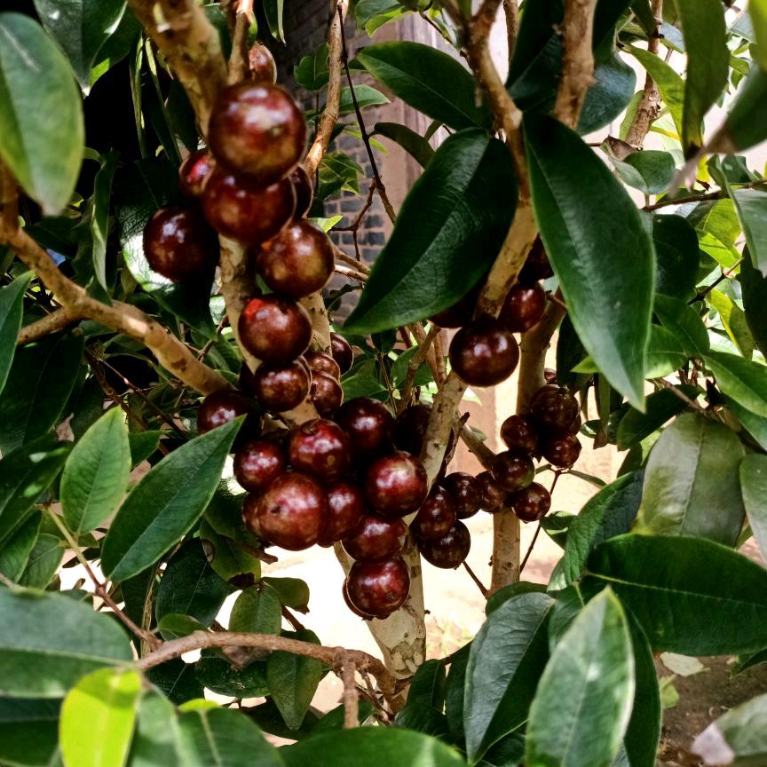 文哥(种，养殖)‘