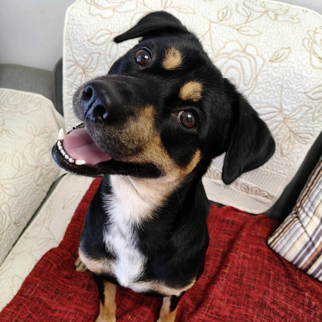 是巴特的心心呀