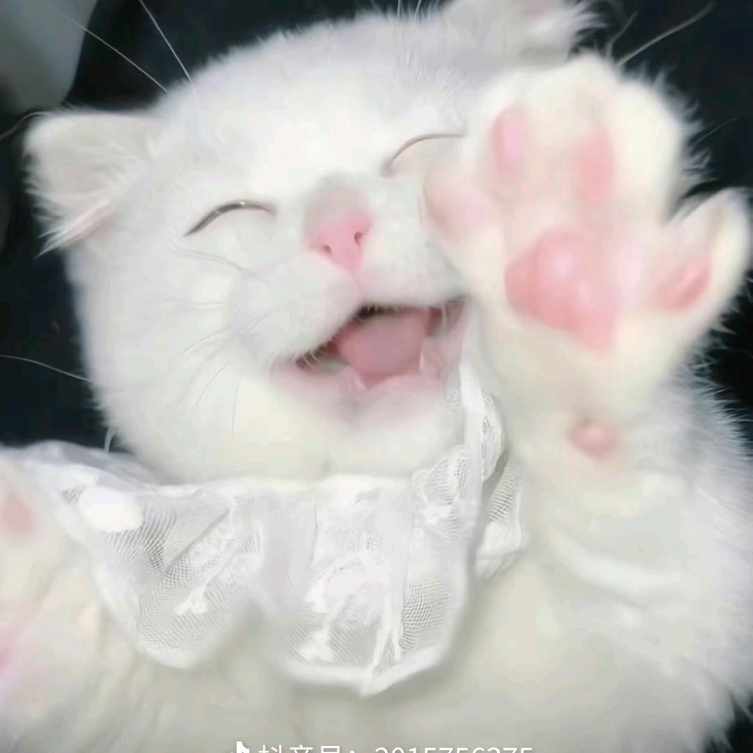 Anne安妮