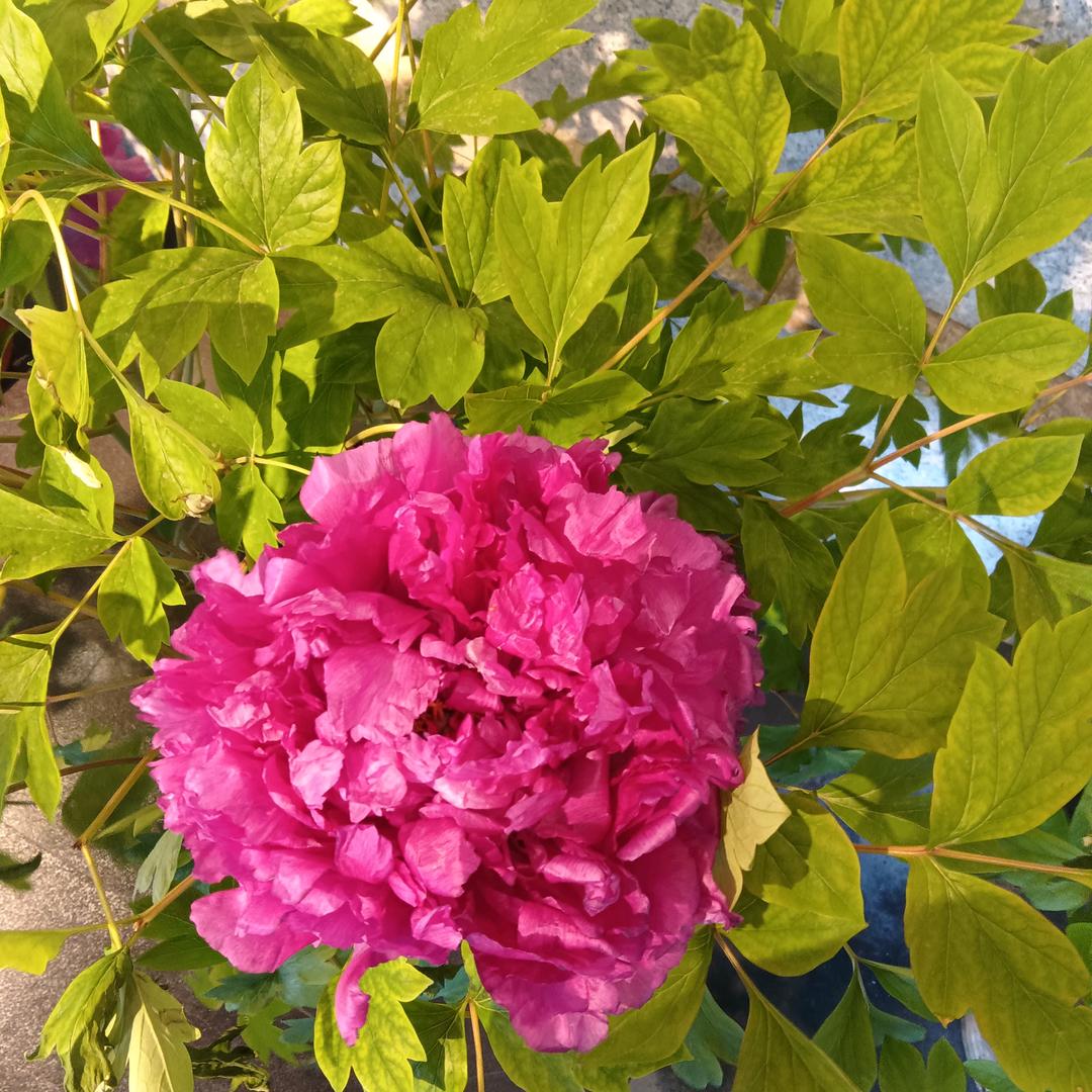 于春英
