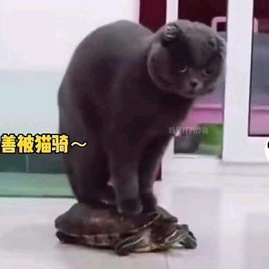 嘘羽ヾ(╹◡╹)ﾉ~?