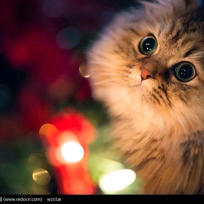 IamaMeilicat