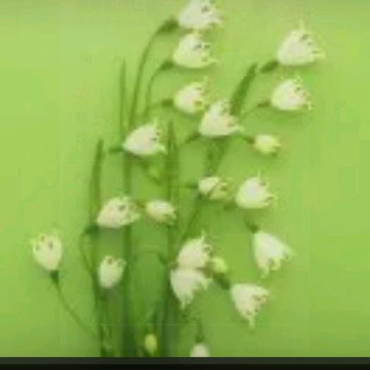 蒲公瑛2206