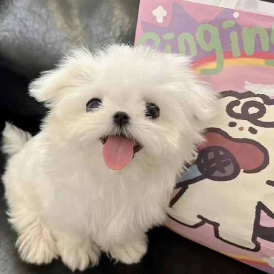糖炒板栗.