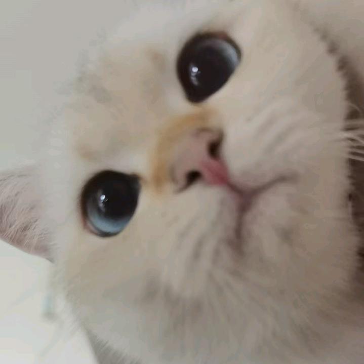 💗孔小姐ˠ🌻