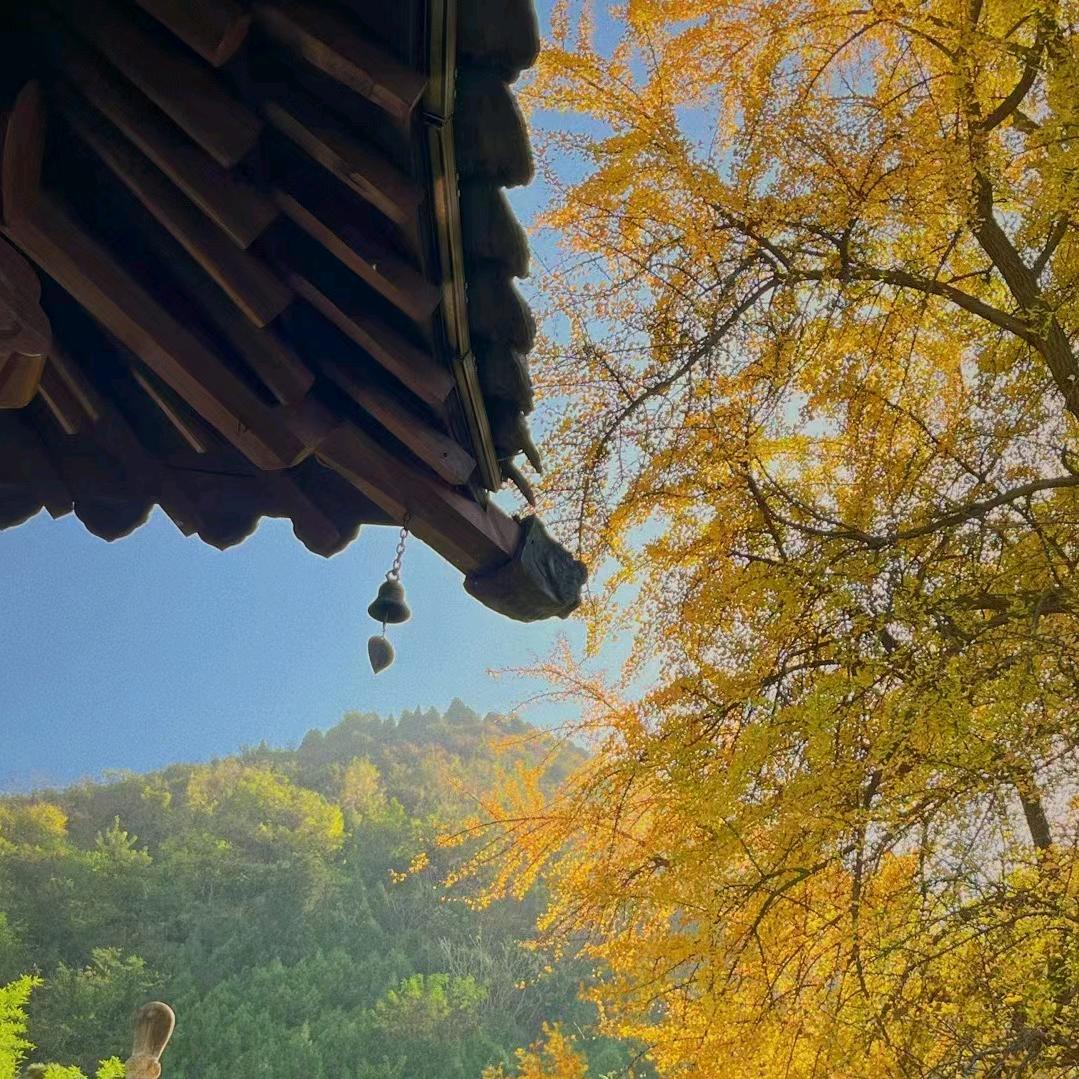 疯狂一休哥