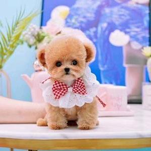 菜花姐姐