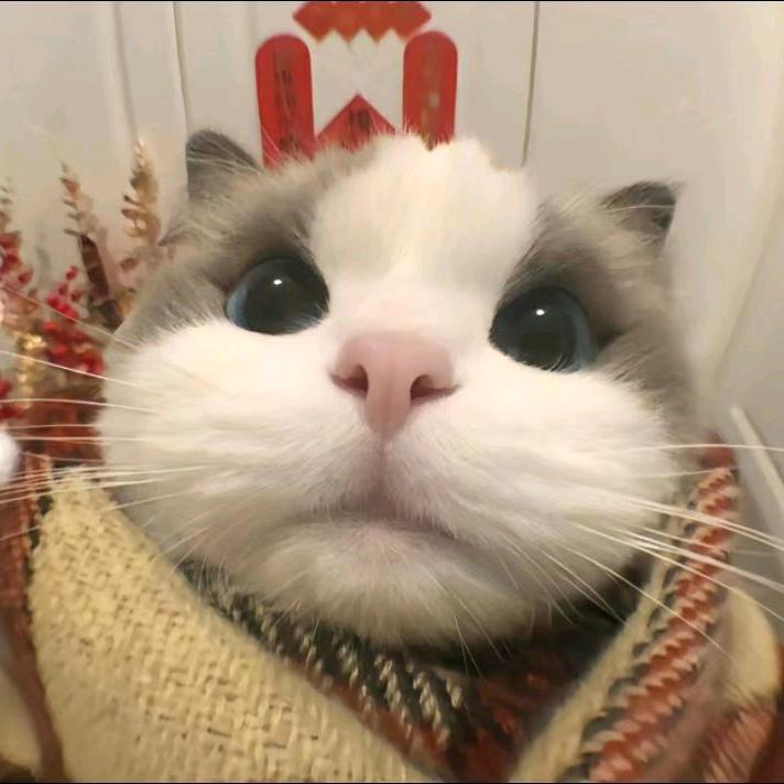 张芷艺