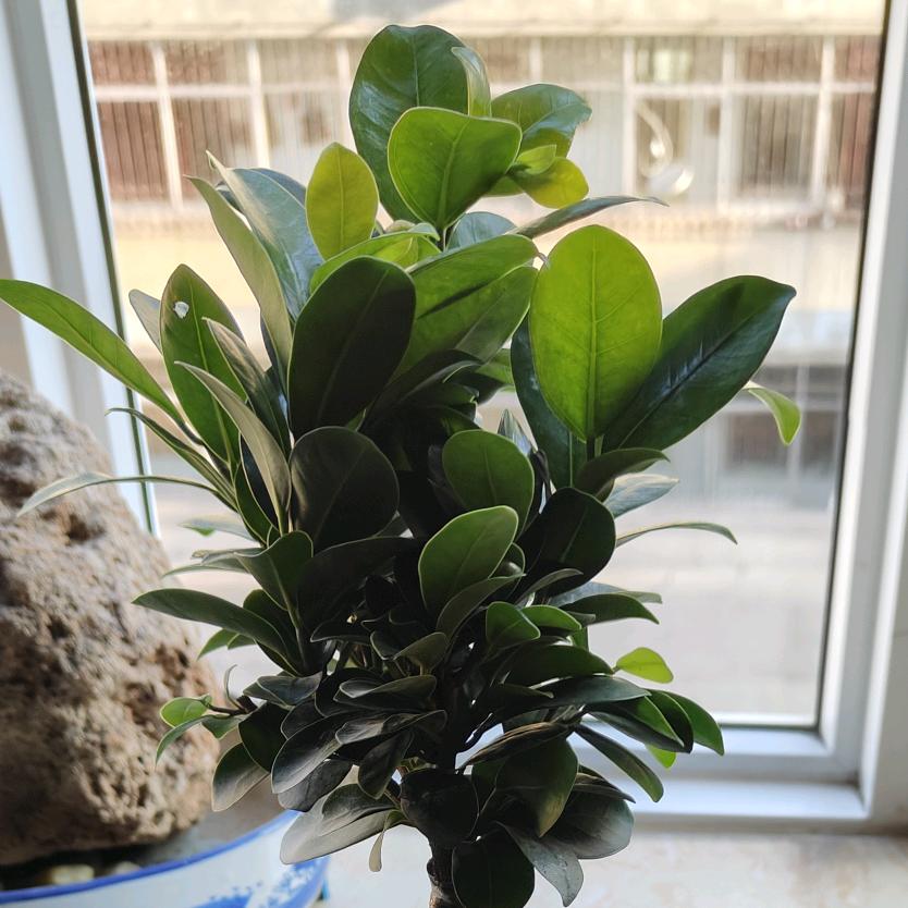 麻雀