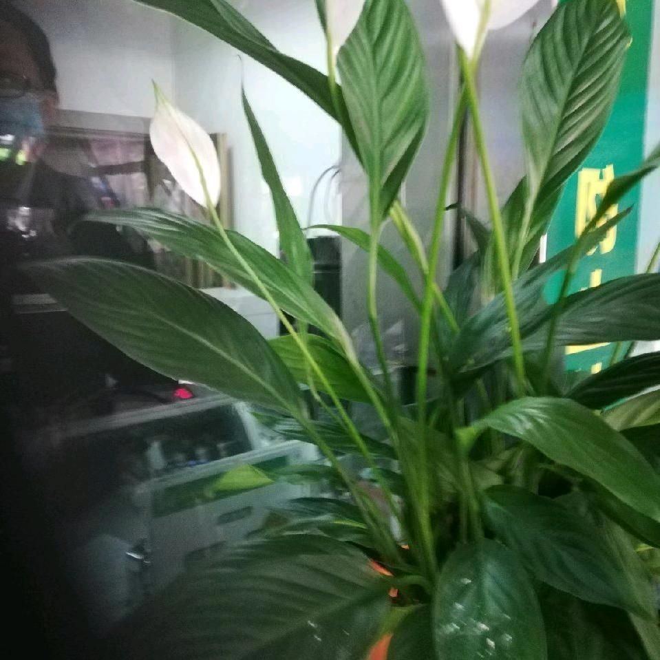 红薯