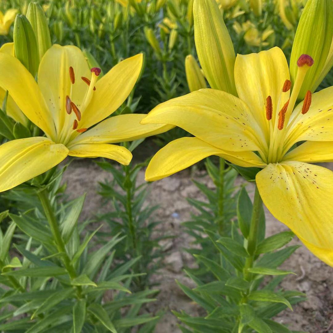 事事顺心🌹🌹