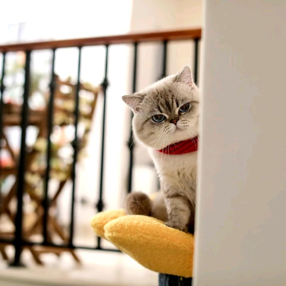 淮眠家居—林玲