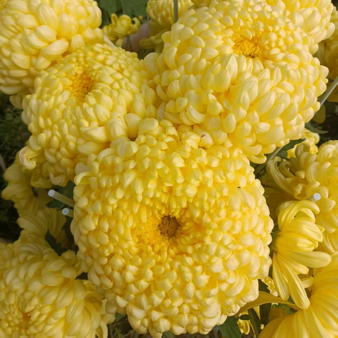 野菜哥