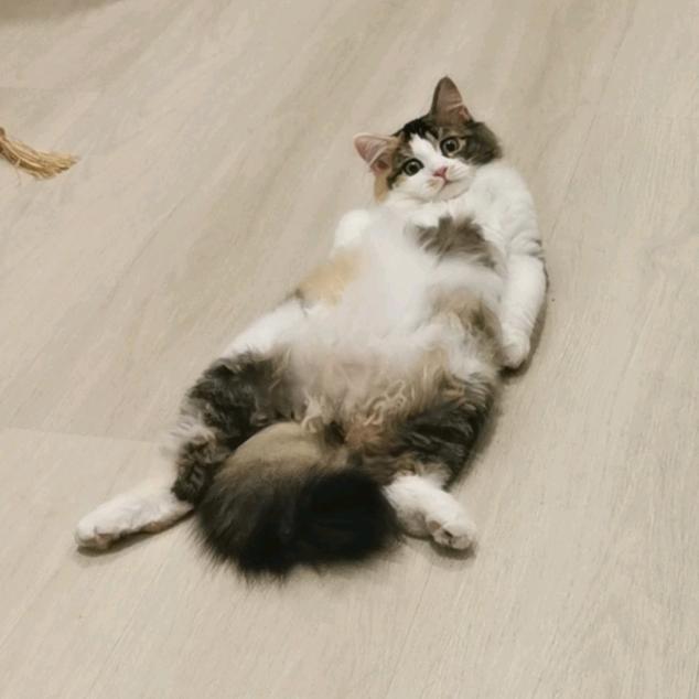 故山秋