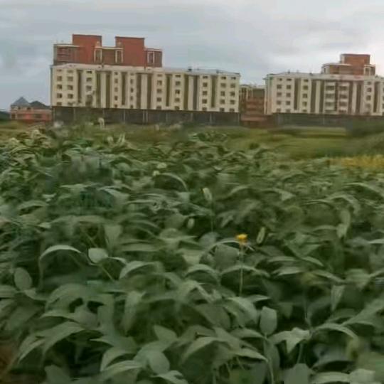 开心每天