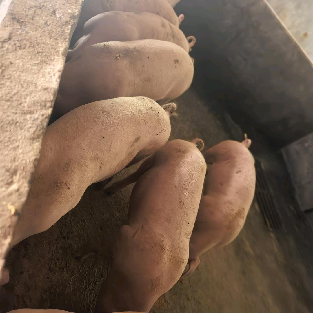 80后的农民