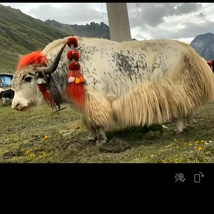 但
