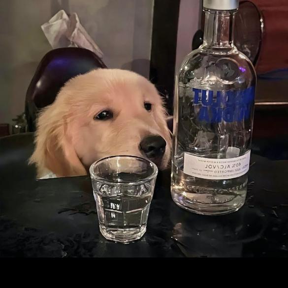 梁山伯与猪硬来