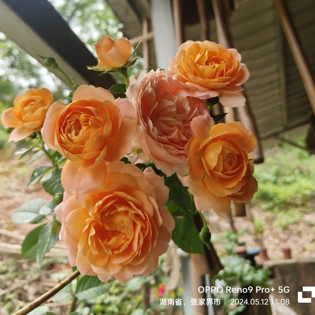 陌上花开🌺