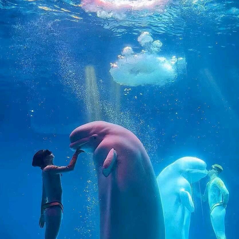 在大连去shengya海洋世界过暑假