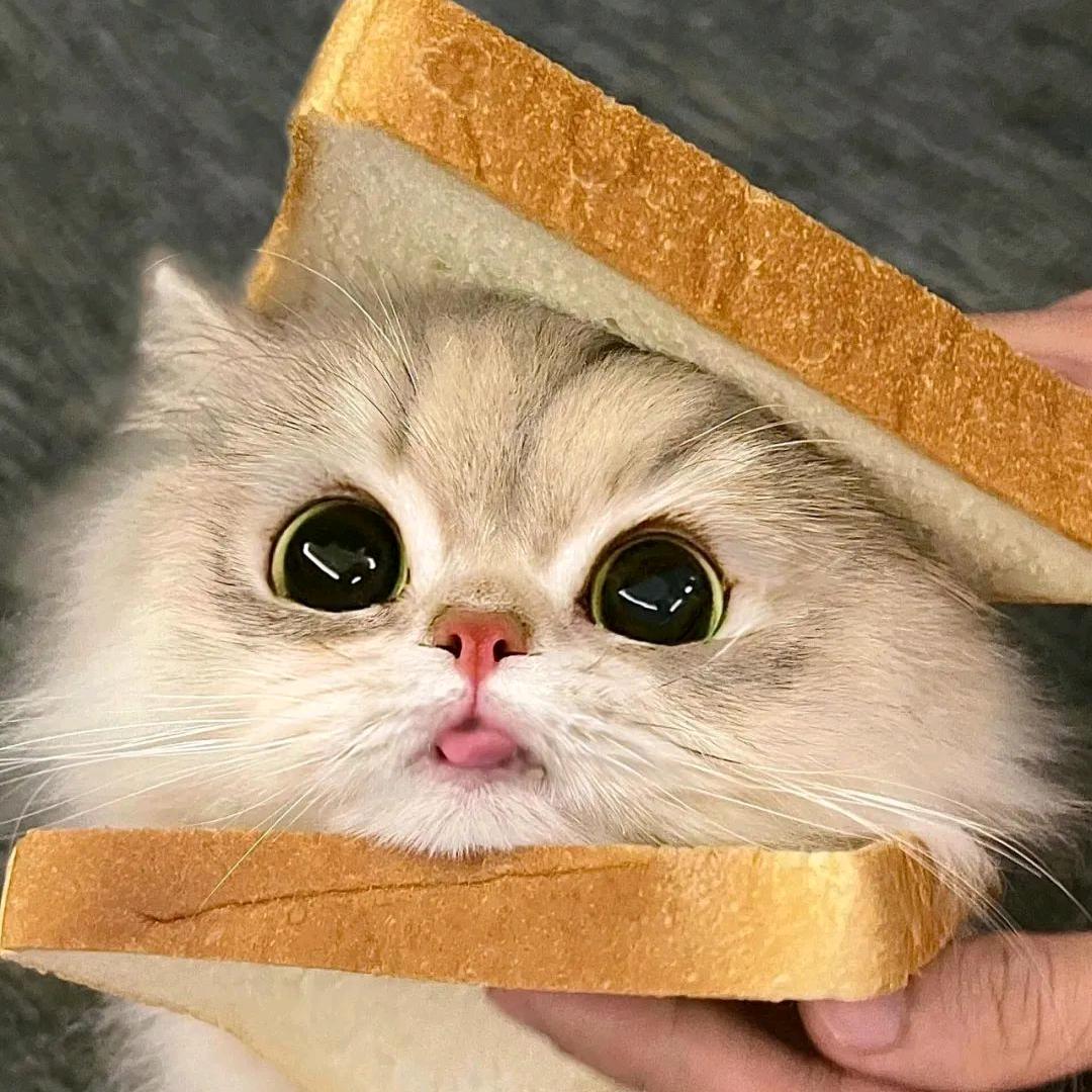 喵喵喵，猫来啦