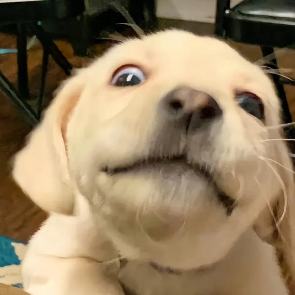 TiAMo