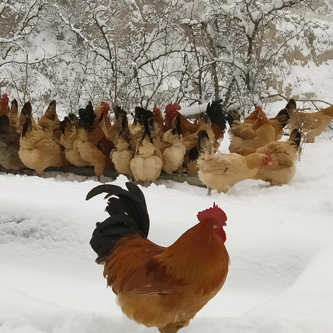 不倒翁家庭农场