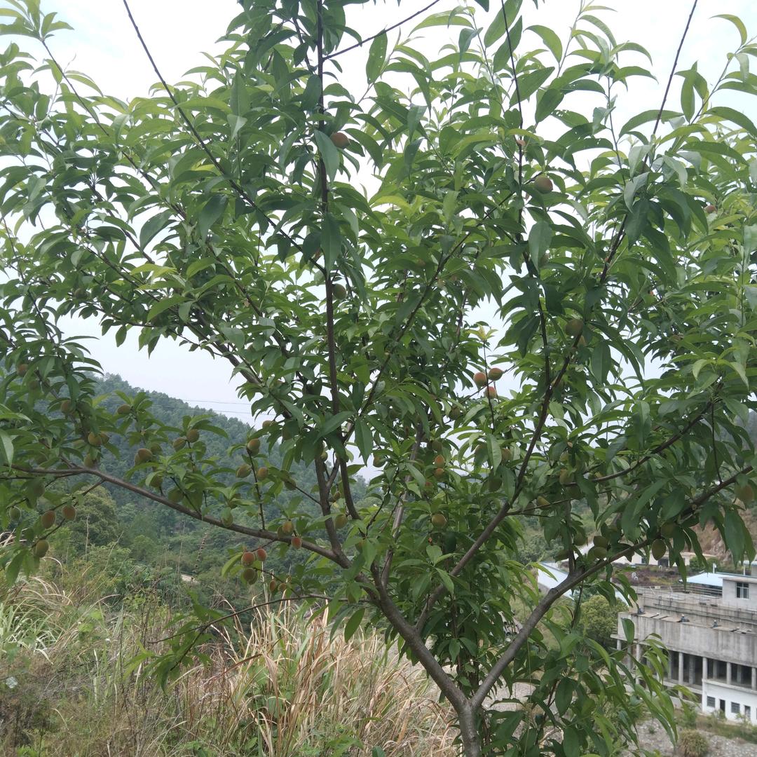 花开的时候来看我