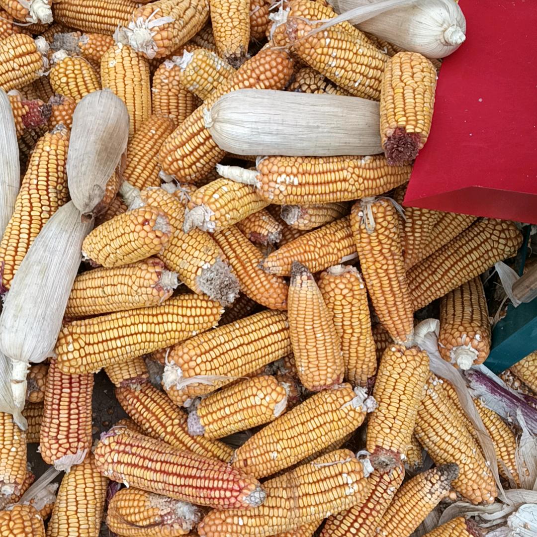 玉米哥