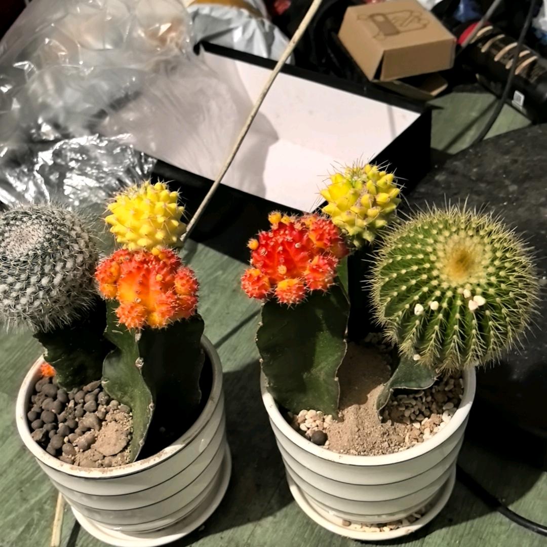 （孤独的狼）