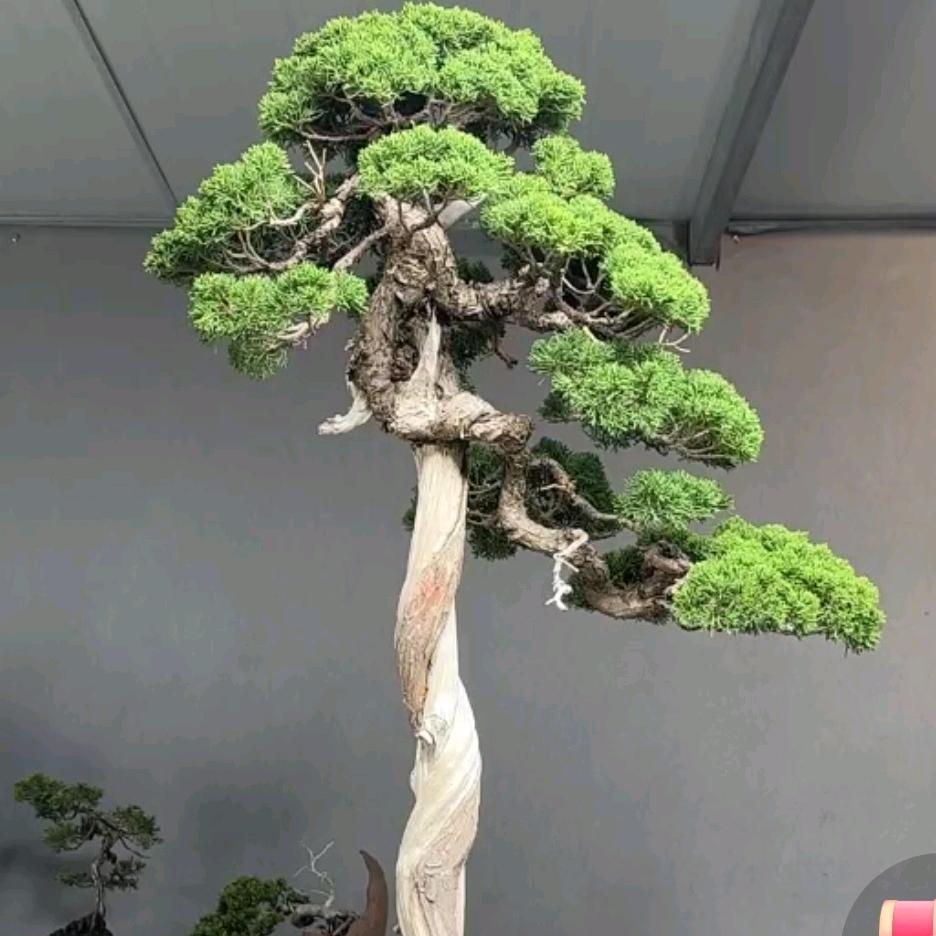 阿牛盆玩