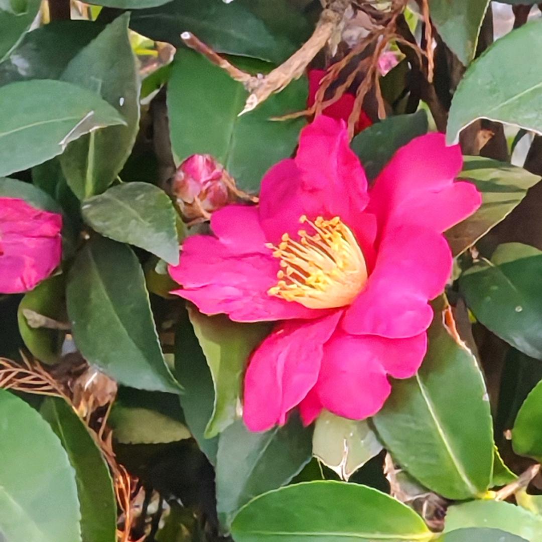 （固执）