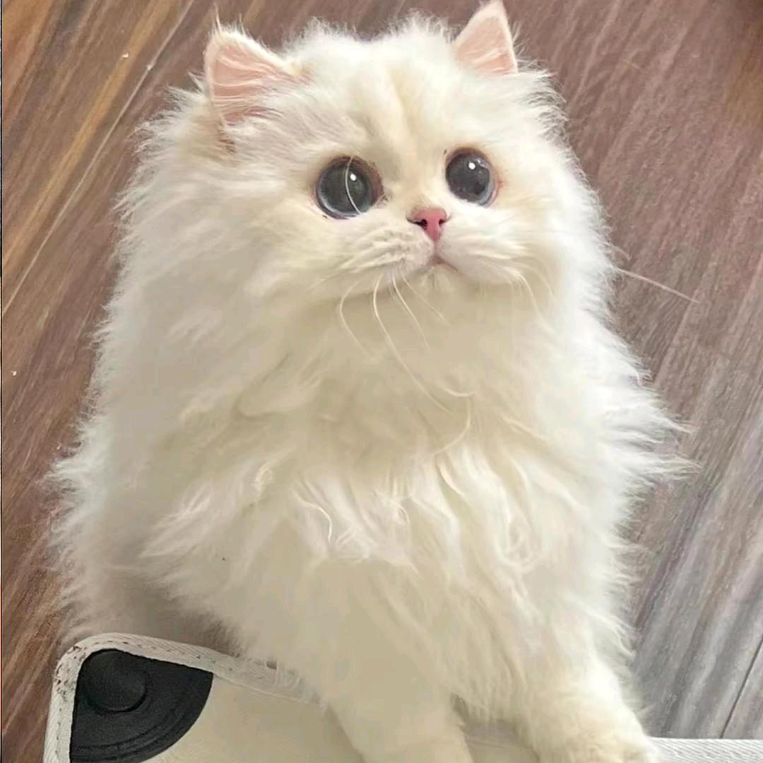 图图cos女仆勾引壮壮妈