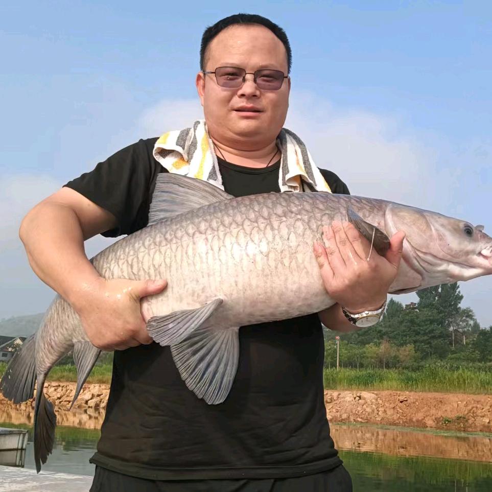 钓鱼人学刚🎣