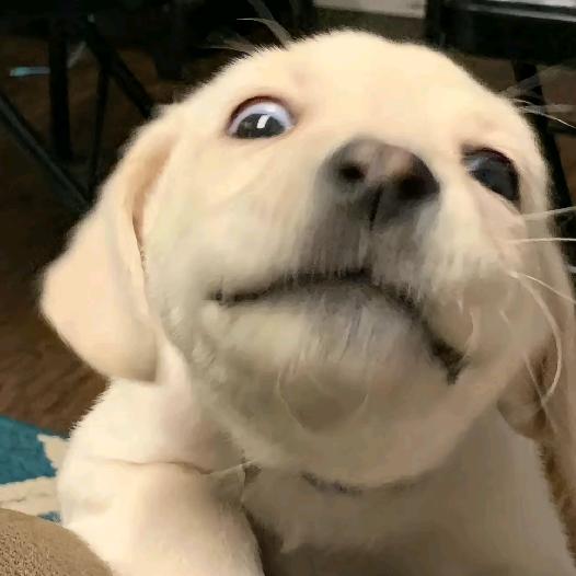 久久不啾啾