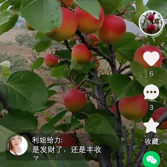 夏沫微笑