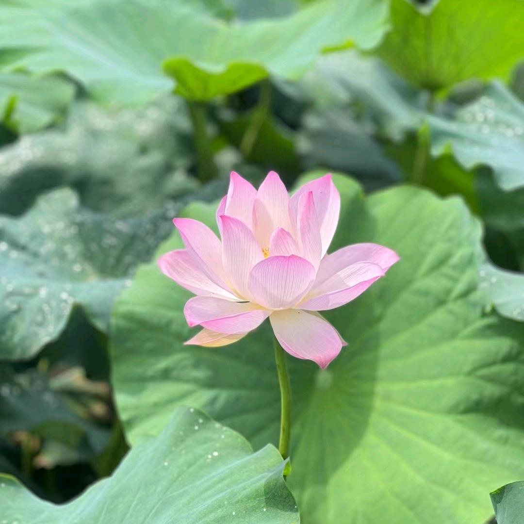 洛阳💚ོ𝒻𝓎