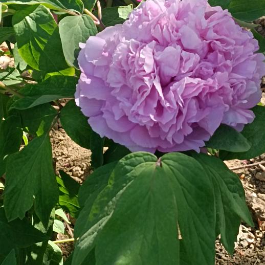 天津市兴隆搬家运输服务有限公司